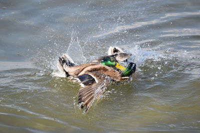 High angle view of duck swimming in lake