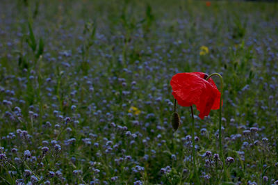 Close-up of fresh red poppy flowers blooming in field