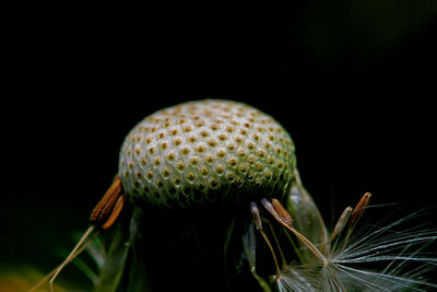 Close-up of a mushroom