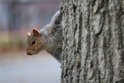 Squirrel on tree trunk