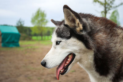 Close-up of a dog looking away