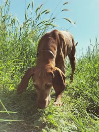 Elephant in a field