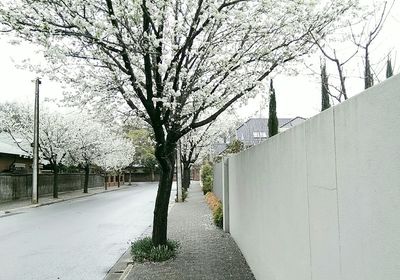 Empty road along trees