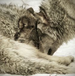 Close-up of cat sleeping