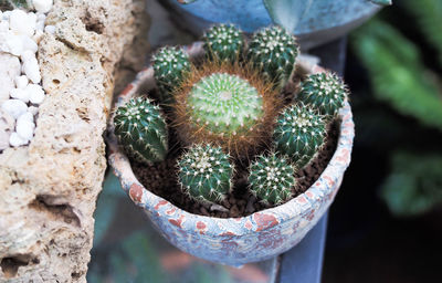 High angle view of succulent plant in pot