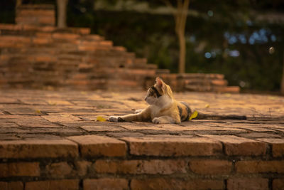 Cat resting on a wall