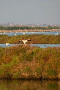 Bird flying over lake against sky