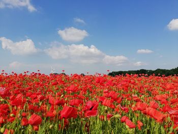 Red flowering plants on field against sky