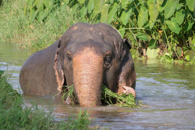 indian elephant