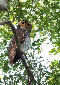 Low angle view of bird perching on tree