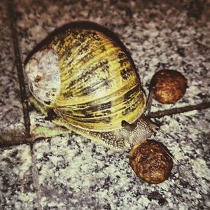 Close-up of snail on ground