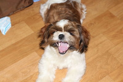 High angle view of dog on hardwood floor