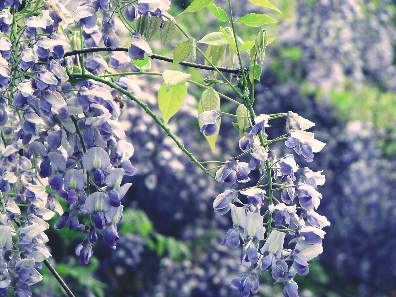 flower, growth, freshness, fragility, focus on foreground, close-up, beauty in nature, nature, plant, purple, petal, branch, white color, blooming, in bloom, blossom, springtime, botany, tree, flower head