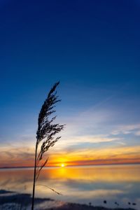 Low angle view of silhouette plant against sky during sunset