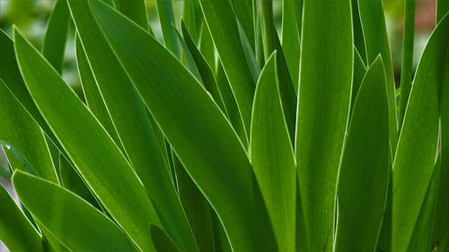 Close-up of green leaves