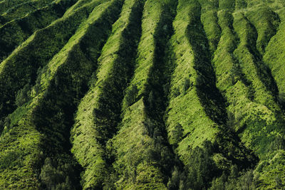 Full frame shot of trees