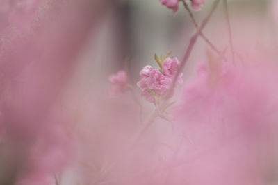 Close-up of pink cherry blossom