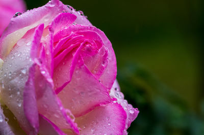 Close-up of wet pink rose flower