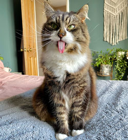 Close-up of cat with tongue out looking away 