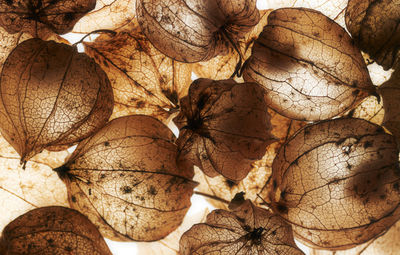 Close-up of dried leaves