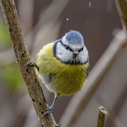 Close-up of bird perching on branch