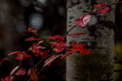 Close-up of maple leaves on branch