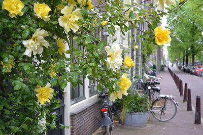 Yellow flowers on shrub