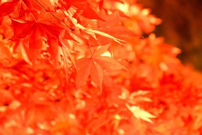 Close-up of red leaves