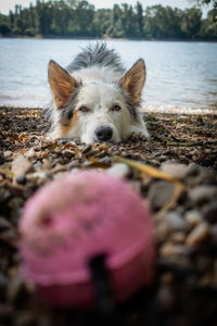 Close-up of dog