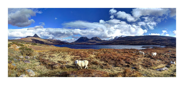 Sheep on field by lake against sky