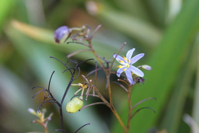 Close-up of purple flowering plant