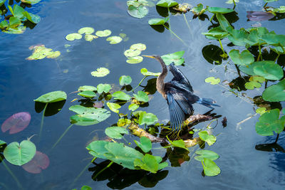 High angle view of leaves floating on lake