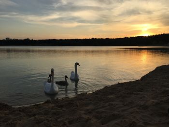 Swans swimming on lake against sky during sunset