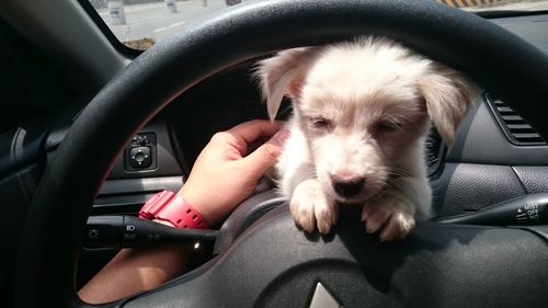 Cropped image of woman driving car