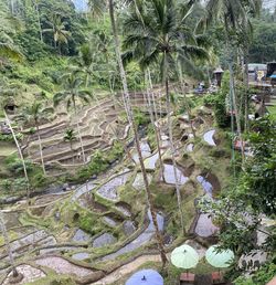 High angle view of palm trees on land