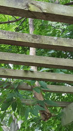 Low angle view of plants