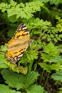 Butterfly on leaf
