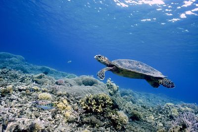 High angle view of turtle swimming in sea