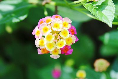 Close-up of pink flowers