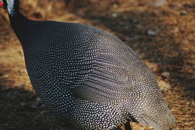 Close-up of leaf