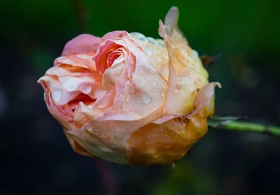 Close-up of wet rose growing outdoors