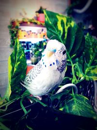 Close-up of parrot perching on branch