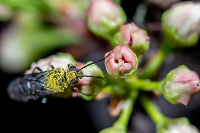 Close-up of flowering plant