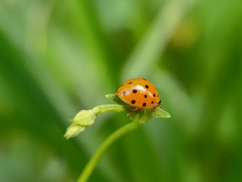 Close-up of ladybug on flower