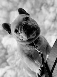 Close-up of dog looking away