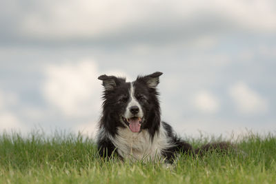 Portrait of dog on field