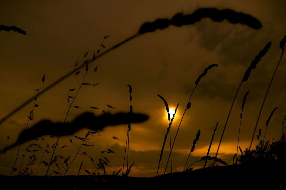 sunset, silhouette, orange color, sun, tranquility, plant, nature, beauty in nature, sky, tranquil scene, scenics, growth, idyllic, close-up, outdoors, sunlight, no people, focus on foreground, dusk, stem