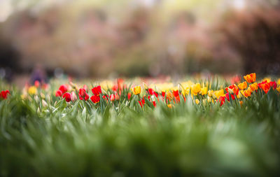 Close-up of flowering plants on field