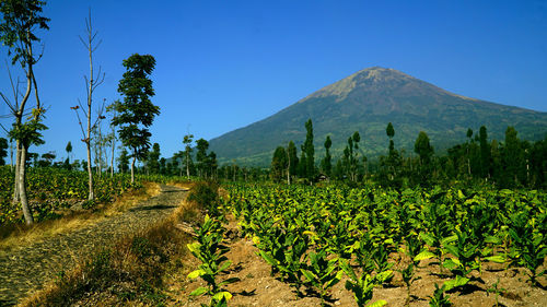 Scenic view of field against clear blue sky