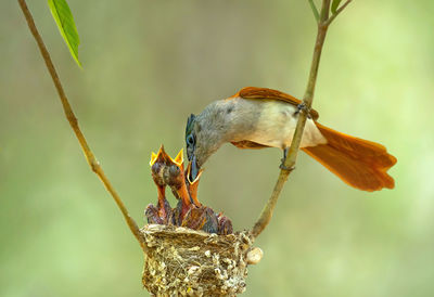 Close-up of birds perching on branch